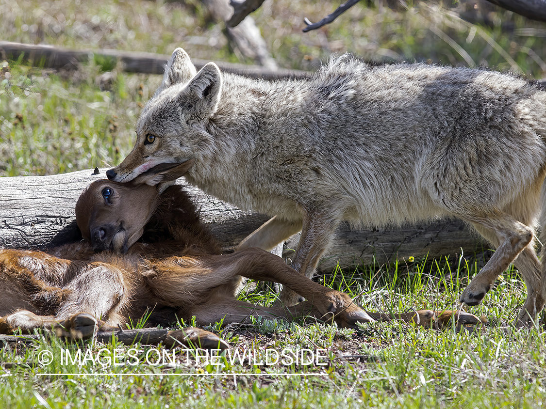 Coyote with kill.