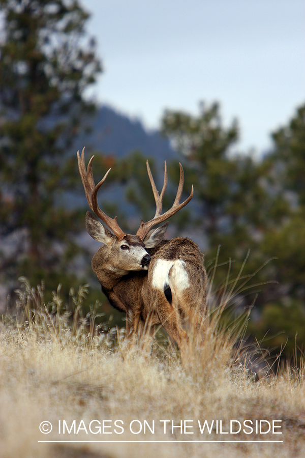 Mule Buck in Field