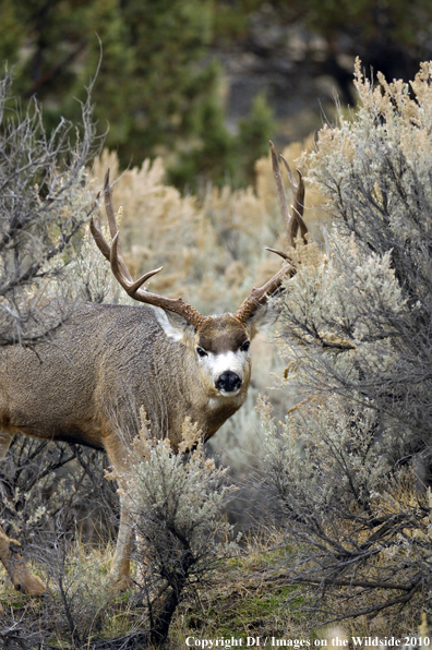 Mule buck in habitat. 