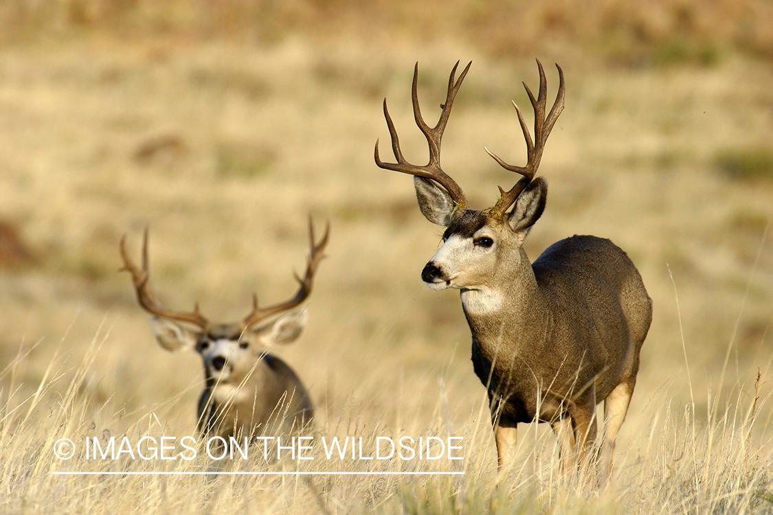 Mule deer in habitat. 