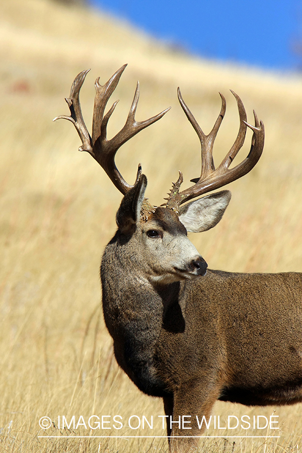 Mule deer buck in habitat. 