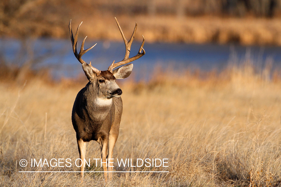 Mule Deer buck in habitat.