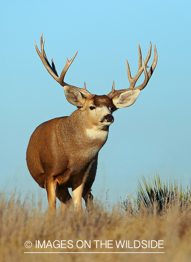 Mule deer buck in field.