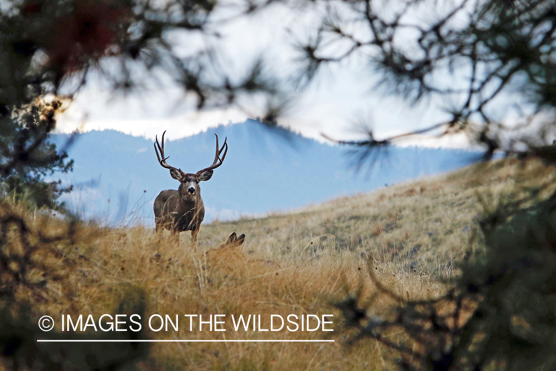 Mule deer buck in field.