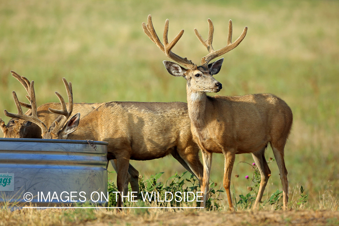 Mule deer bucks at metal feeder.