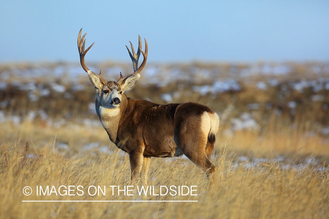 Mule deer buck in winter field.