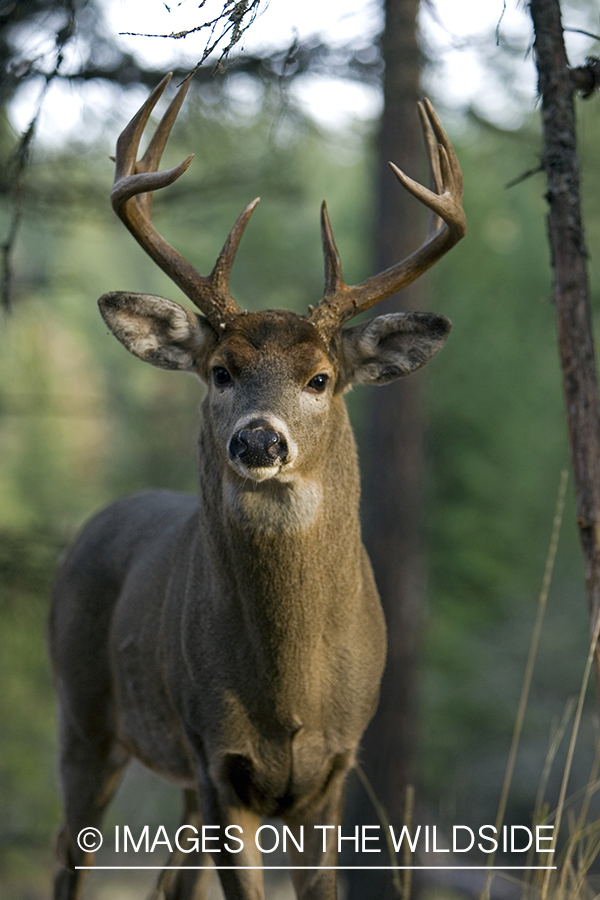 White-tailed deer in habitat