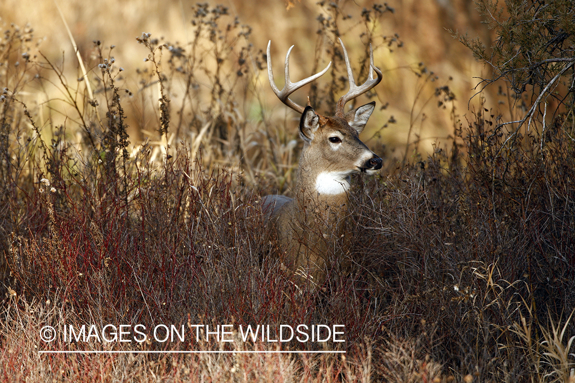 Whitetail Buck