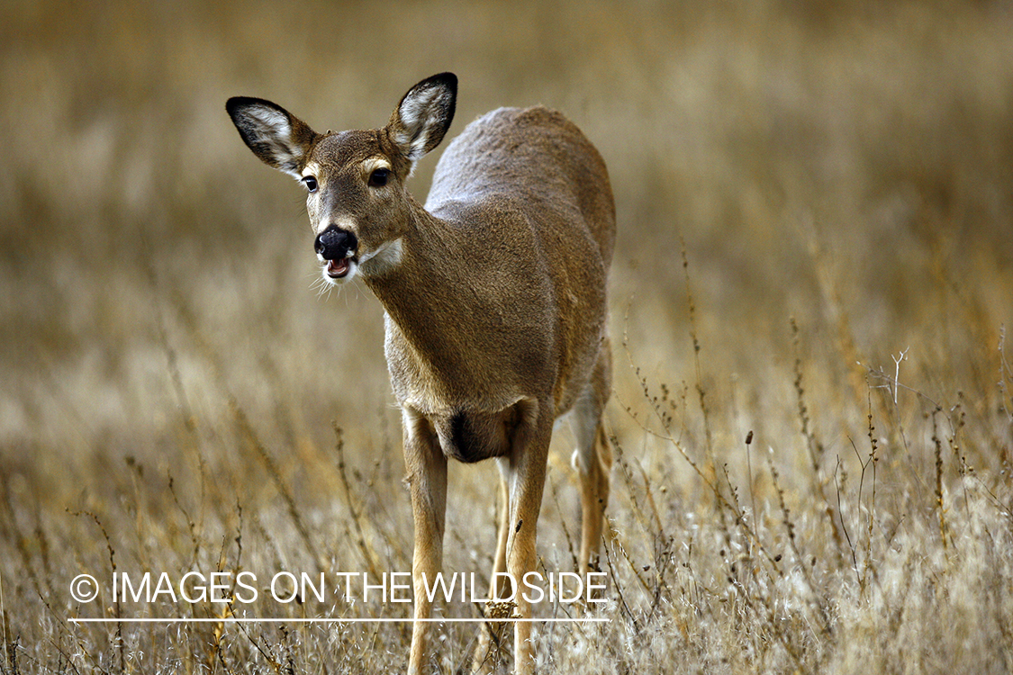 Young Whitetail Buck