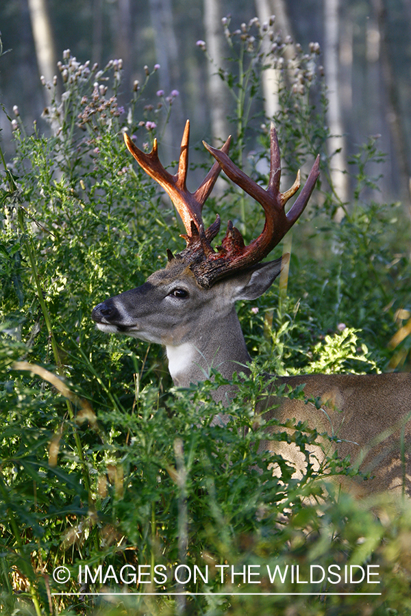 Whitetail buck shedding velvet