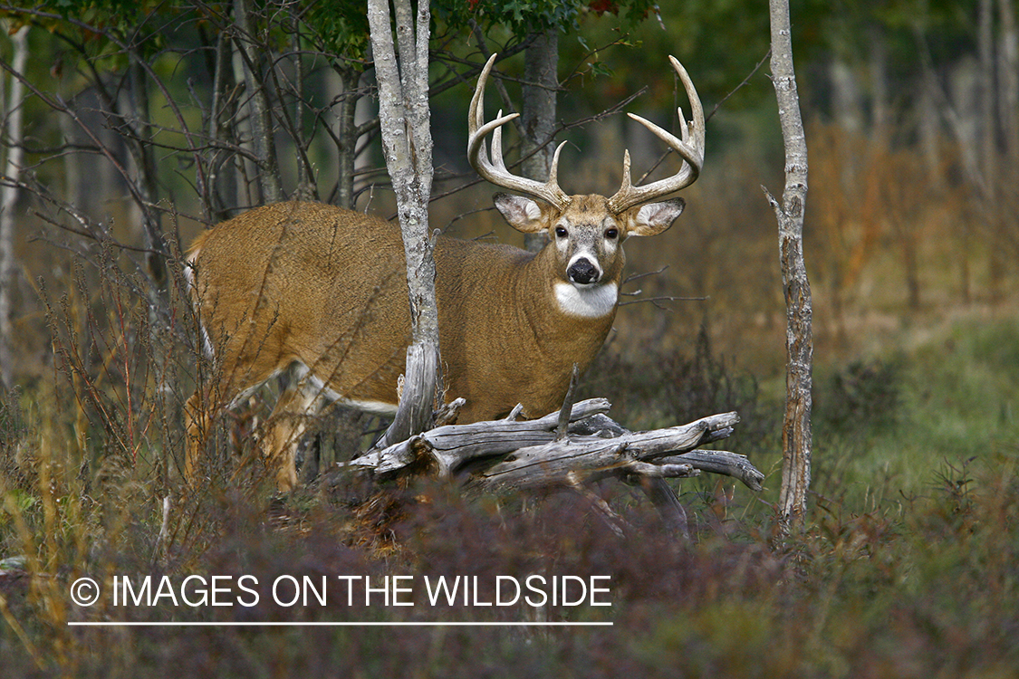 Whitetail buck in habitat