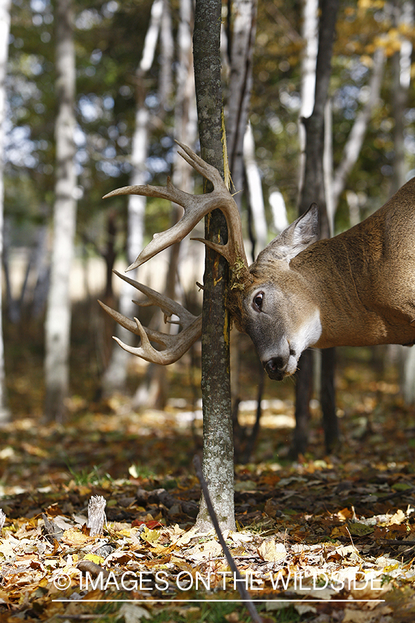 Whitetail buck rubbing antlers on tree