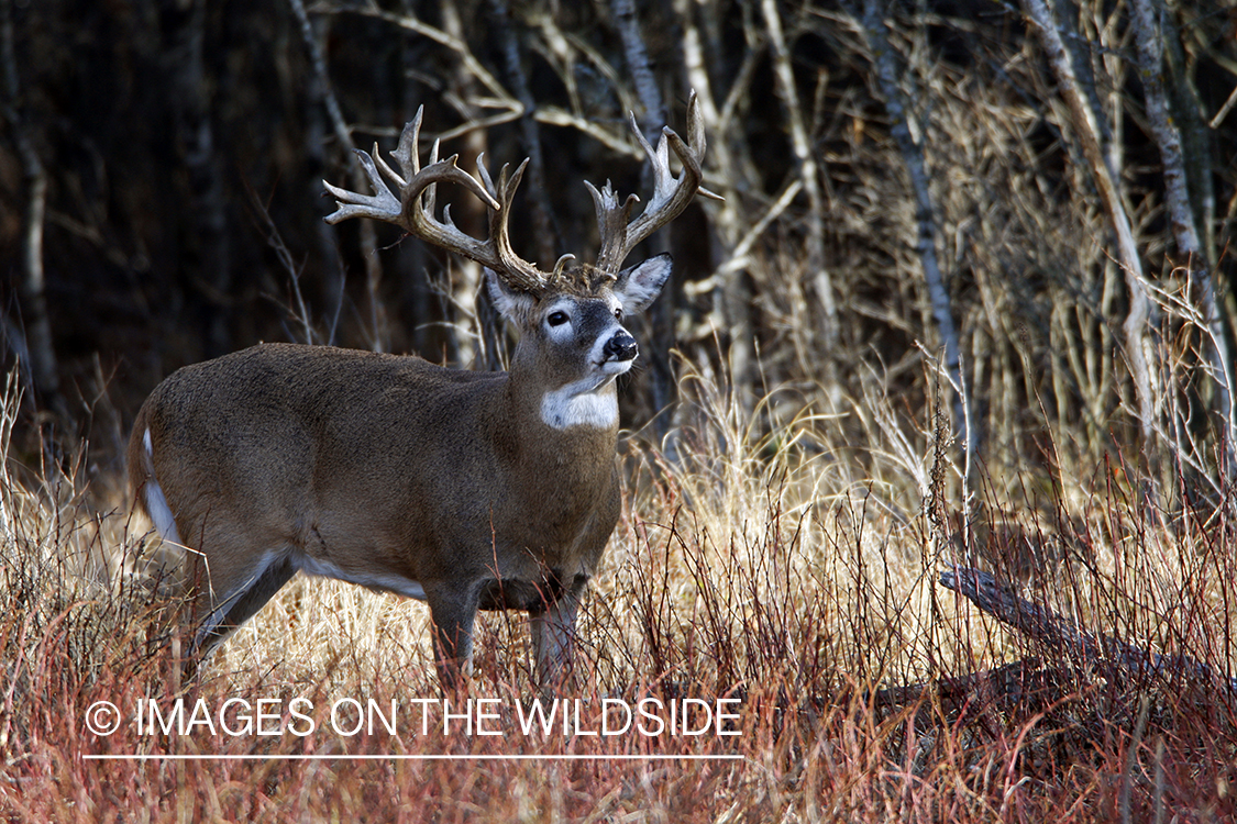 Whitetail buck in habitat