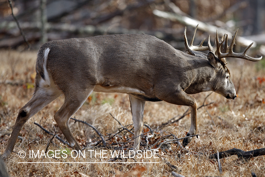 Whitetail buck in habitat.