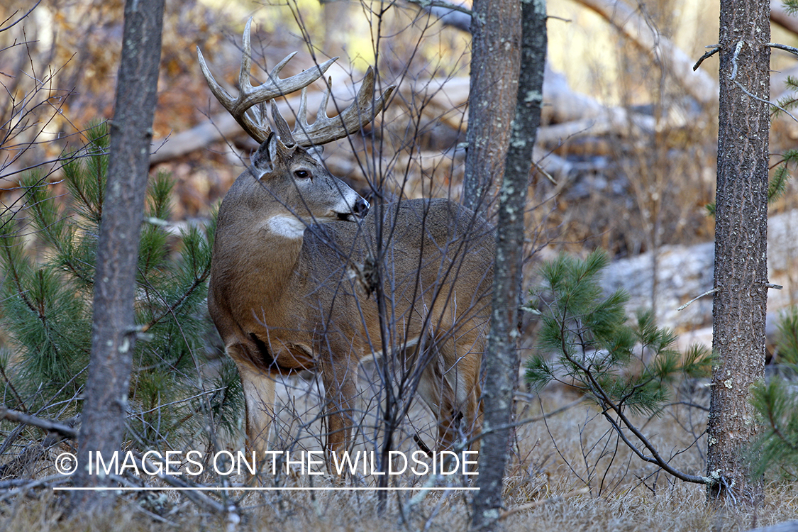 Whitetail buck in habitat.