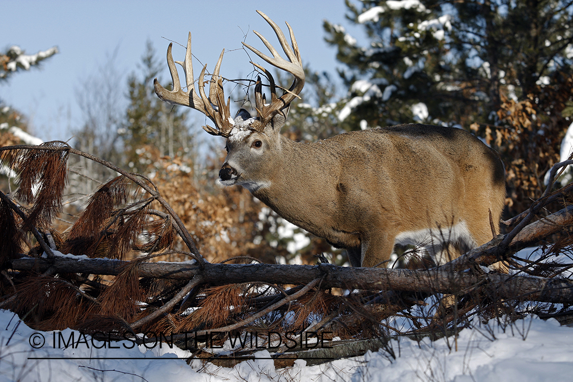 White-tailed buck in habitat.