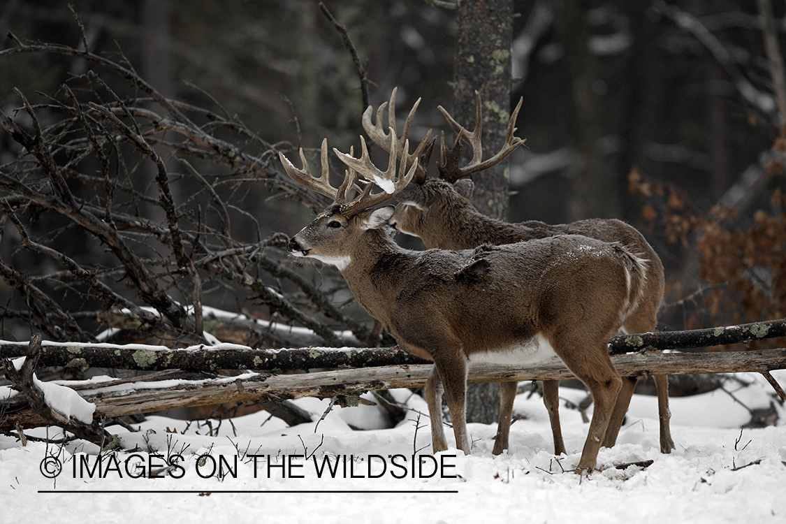 White-tailed buck in habitat.