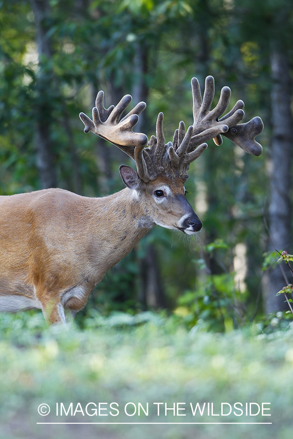 Whie-tailed deer apple creek