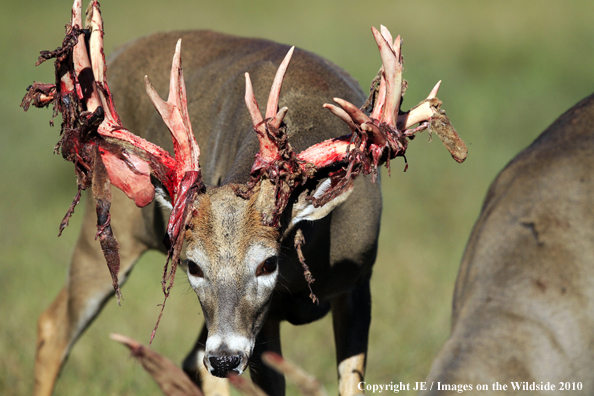 White-tailed buck in habitat in the velvet