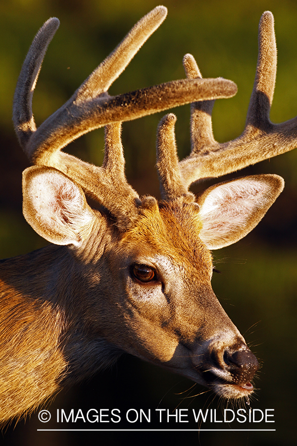 White-tailed buck in velvet 