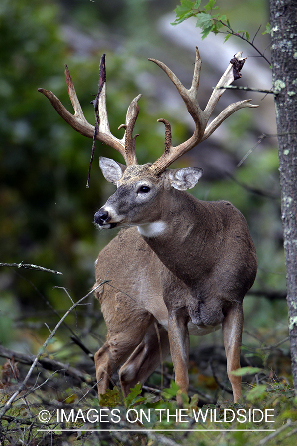 White-tailed buck in habitat. *