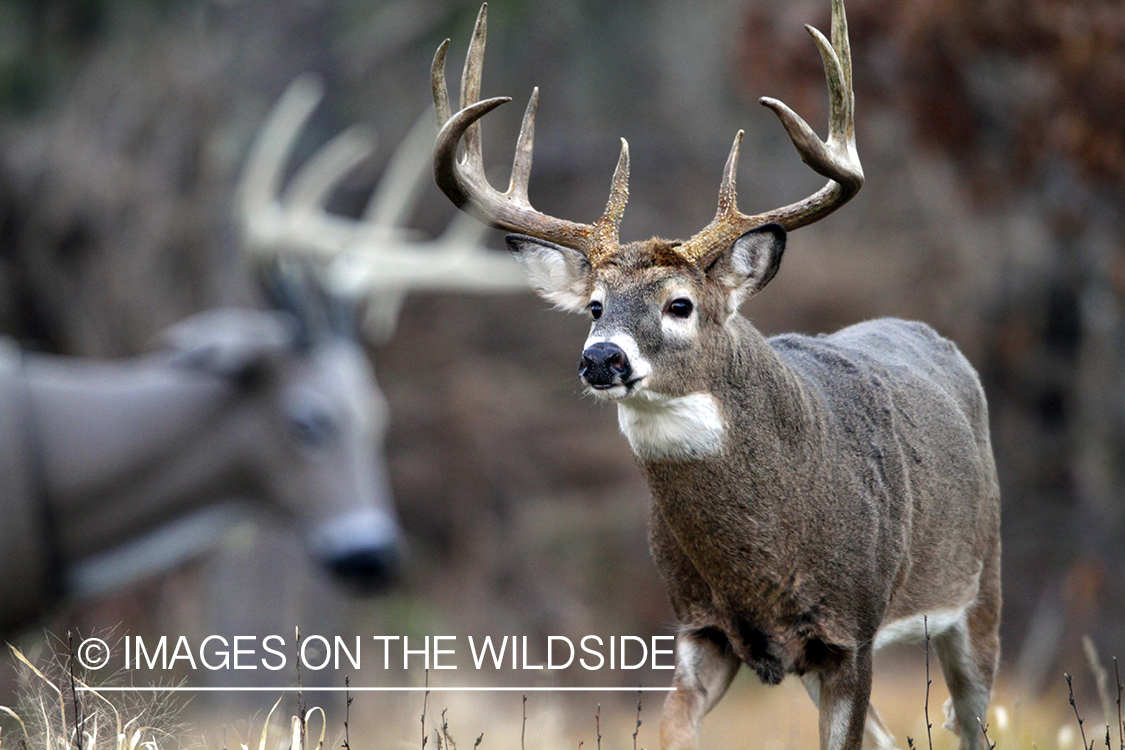 White-tailed buck in habitat. *