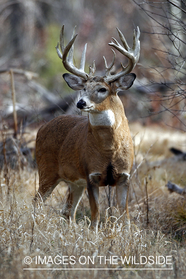 White-tailed buck in habitat. *