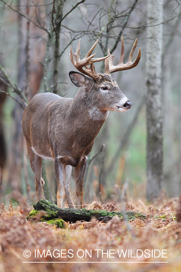 White-tailed buck in habitat. 