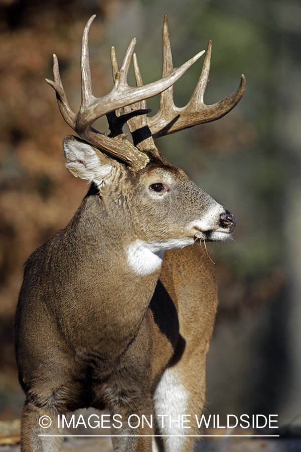 White-tailed buck in habitat. *