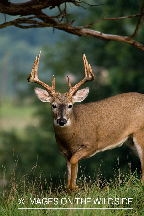 White-tailed buck in habitat. 