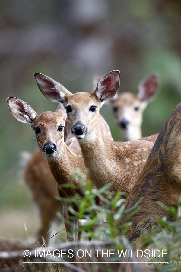 White-tailed fawns in habitat. 