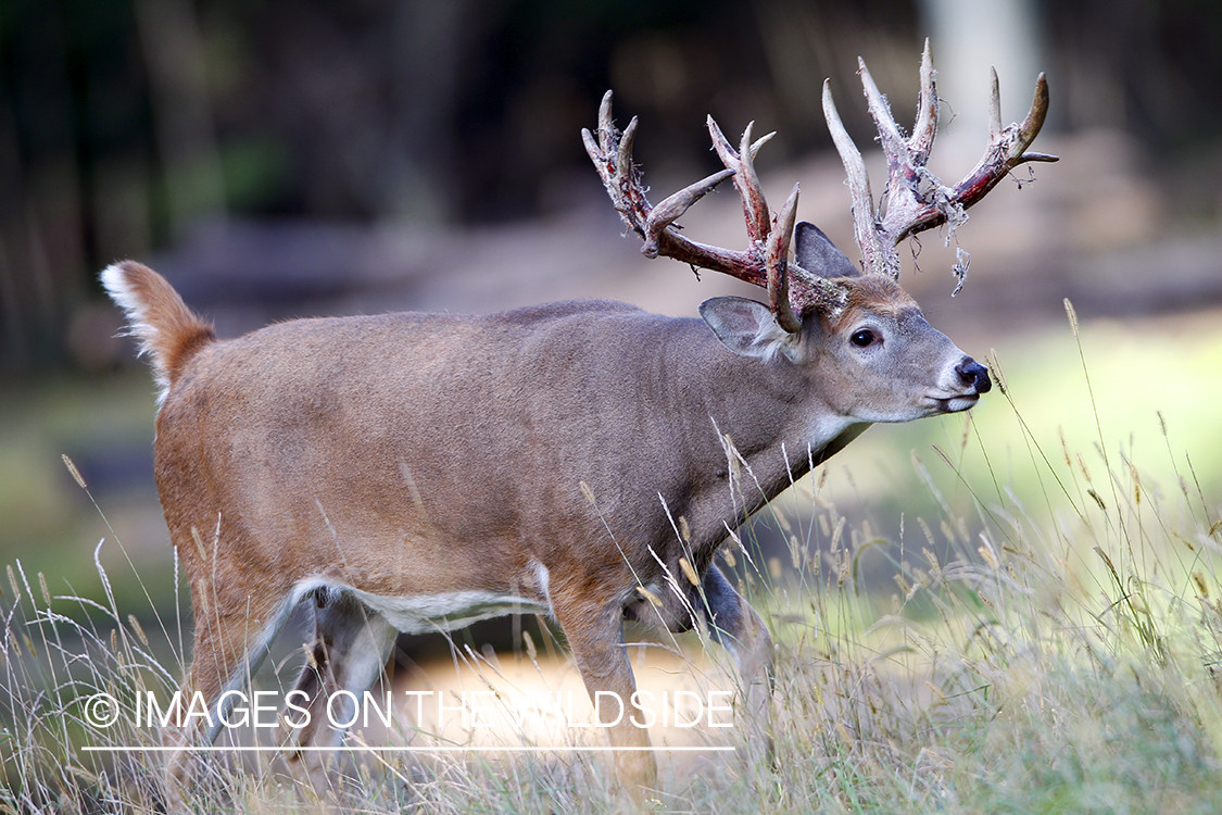 White-tailed buck shedding velvet.  