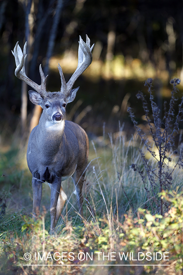 White-tailed buck in habitat. 