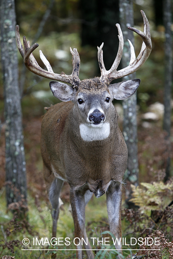 White-tailed buck in habitat. 