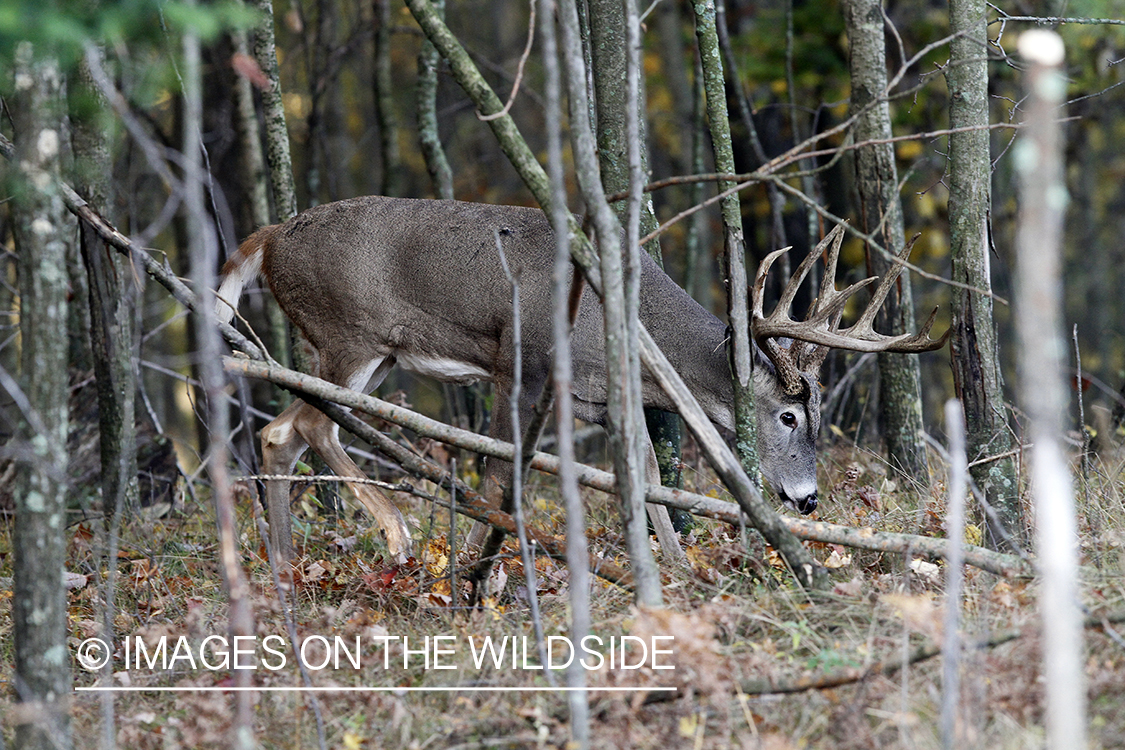 White-tailed buck in habitat. 