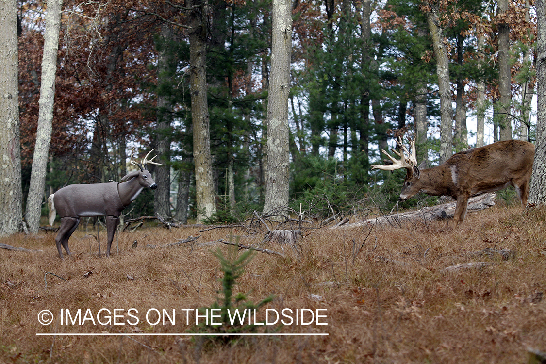 White-tailed buck approaching decoy. 