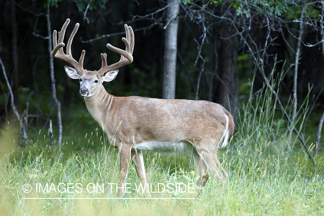 White-tailed buck in velvet.