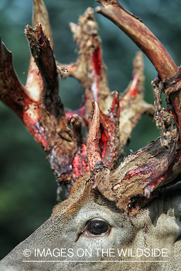 White-tailed buck shedding velvet.