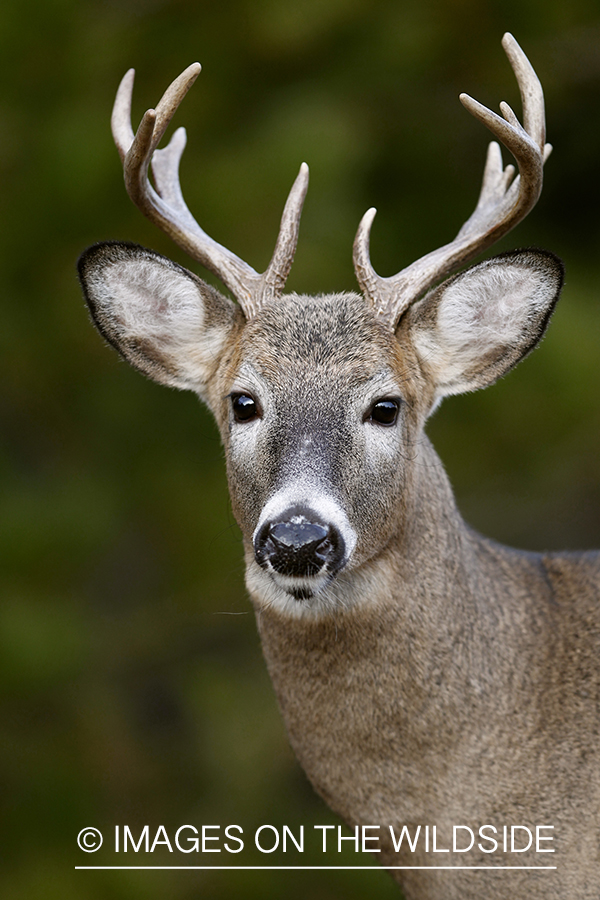 White-tailed buck in habitat.