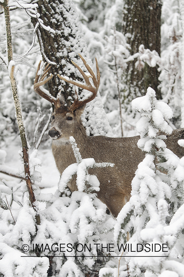 White-tailed buck in winter habitat.