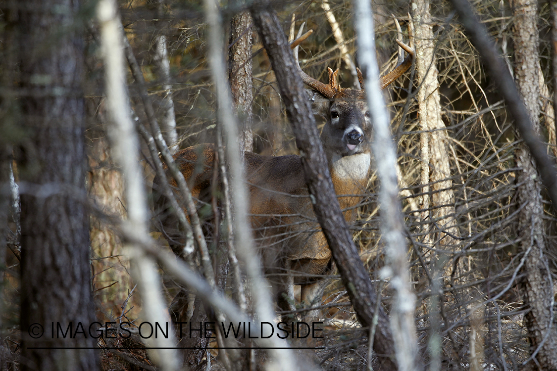 White-tailed buck in habitat.