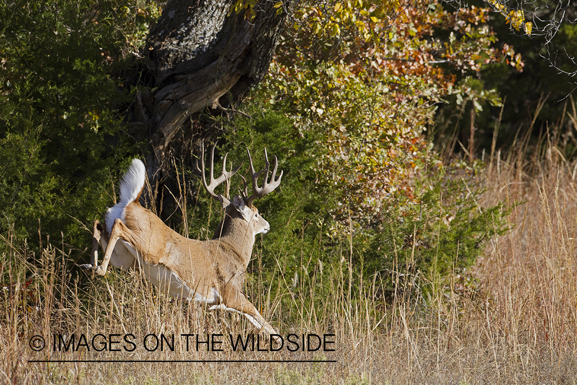 White-tailed buck running in habitat.