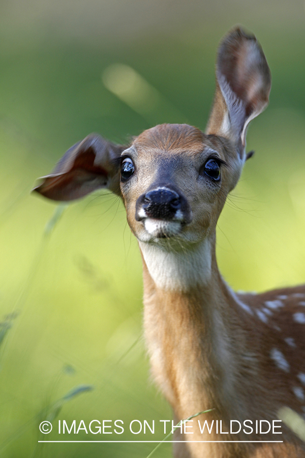 White-tailed fawn in habitat.