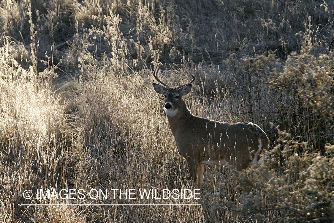 View of White-tailed buck in habitat from tree stand.