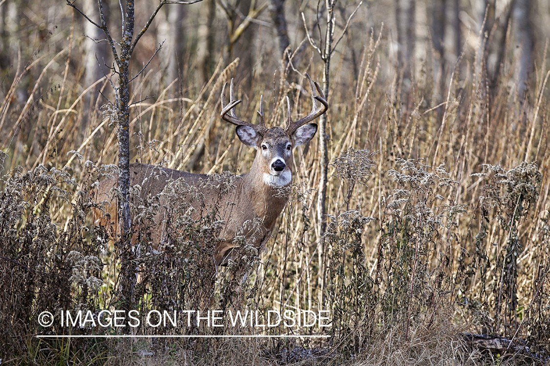 White-tailed buck in habitat.