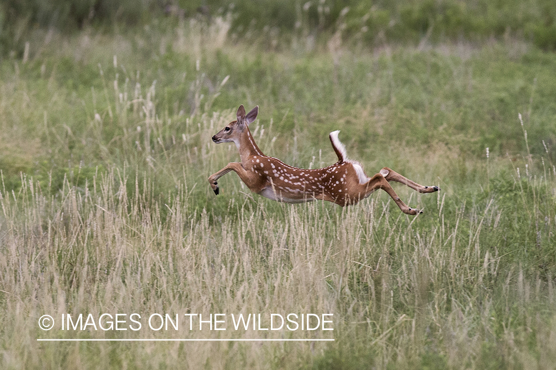 White-tailed fawn in velvet fleeing.
