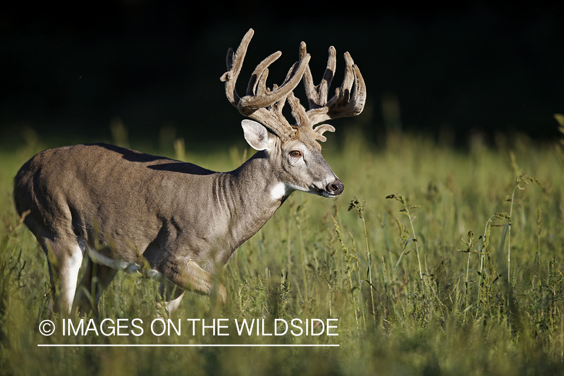 White-tailed buck in habitat.