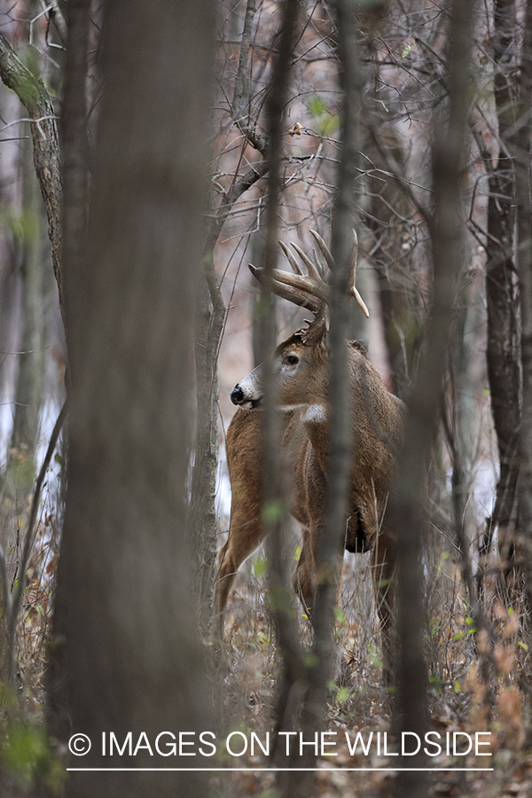 White-tailed buck in habitat.