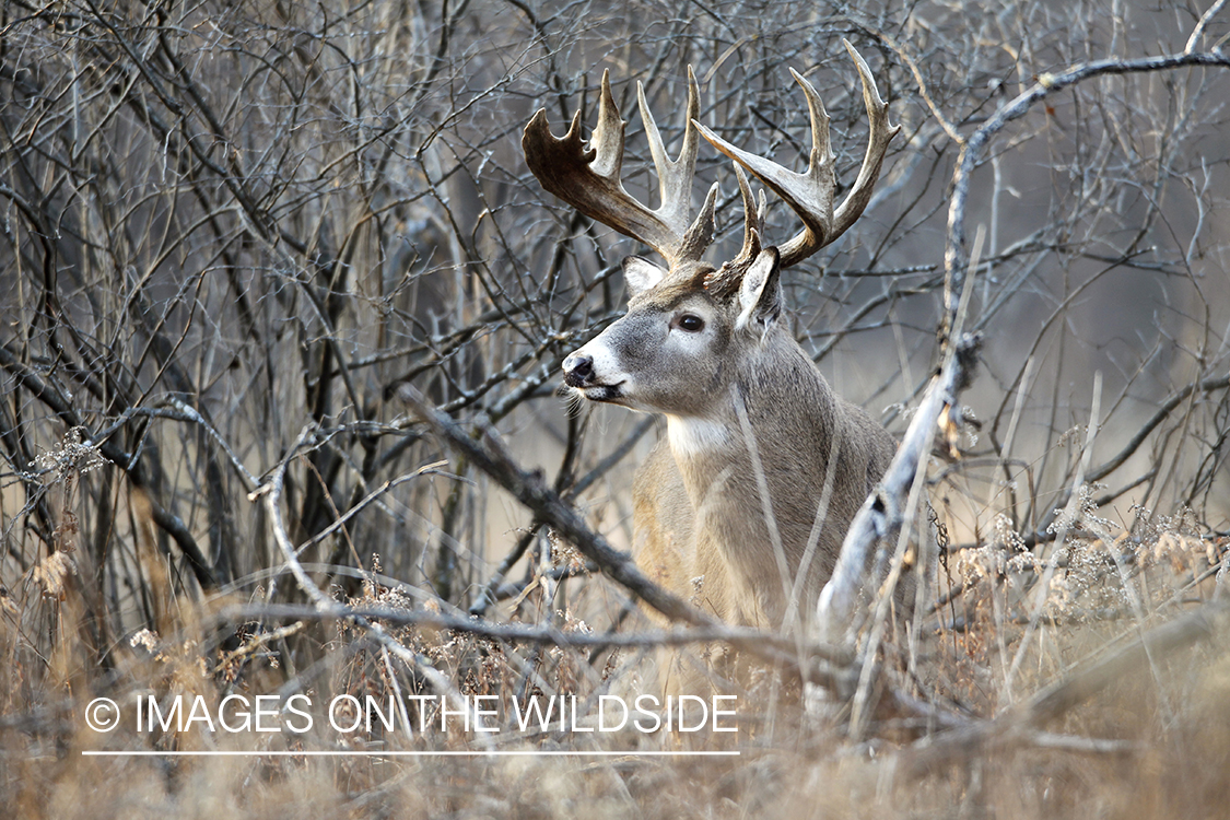 White-tailed buck in habitat. 