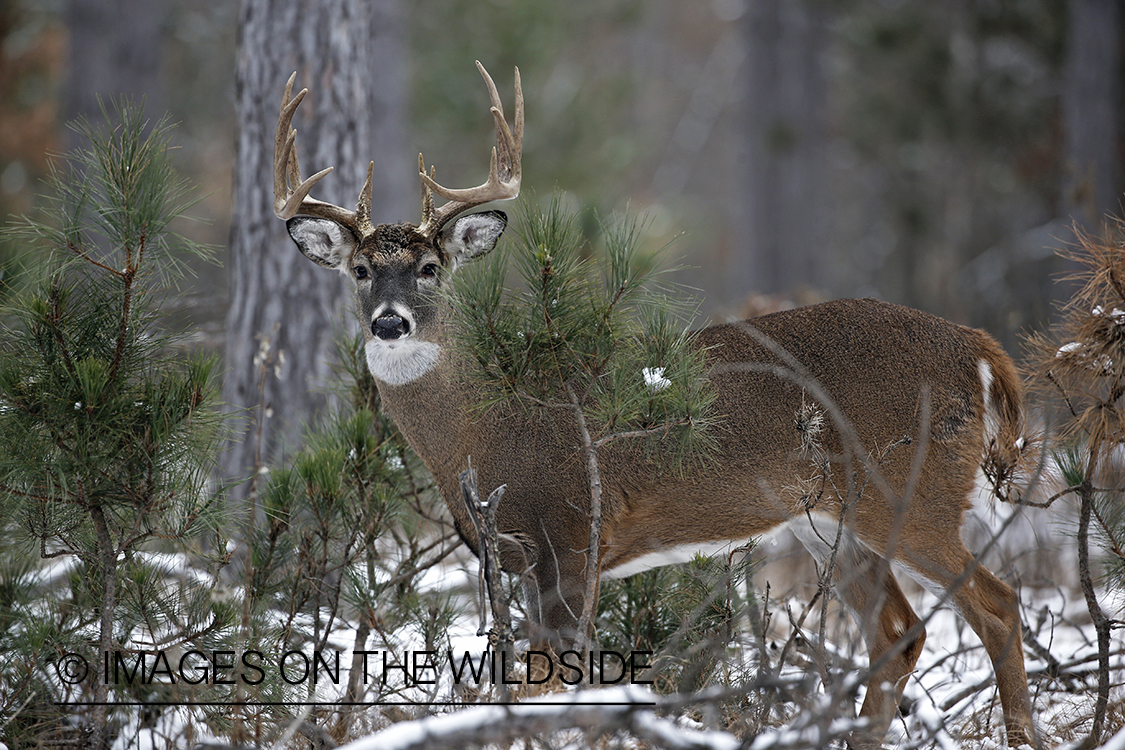 White-tailed buck in winter habitat.